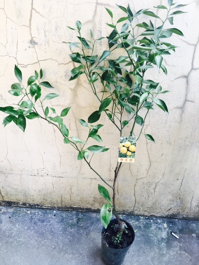 帝王柑，約2~3尺高-150