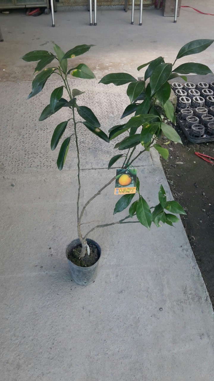 木瓜柳丁-約1尺高，四吋盆-150