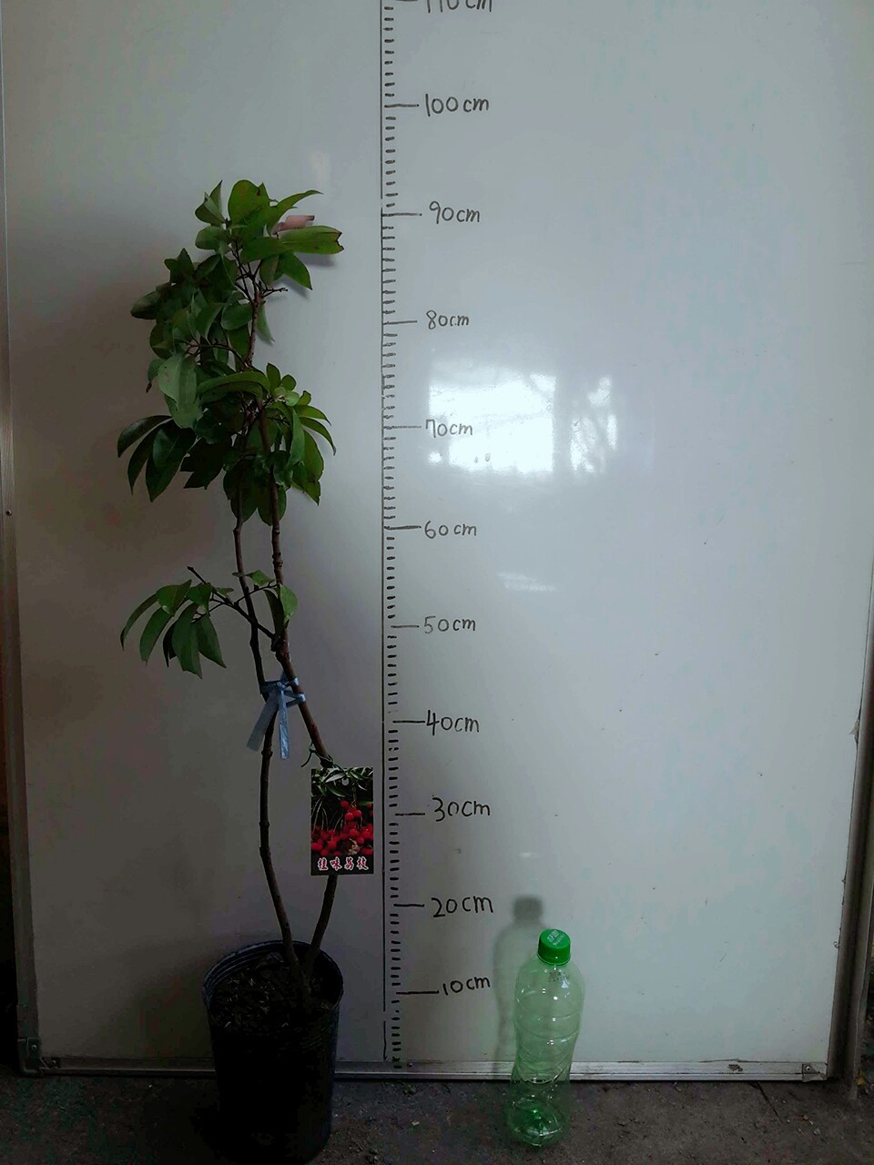 桂味荔枝(3~4尺高)-150