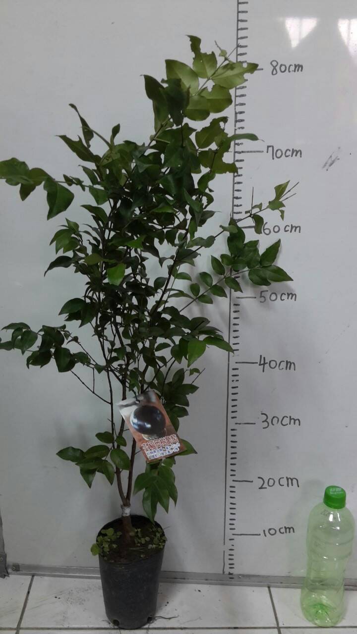 大果福岡樹葡萄(大果嘉寶果)-約2~3尺高-500