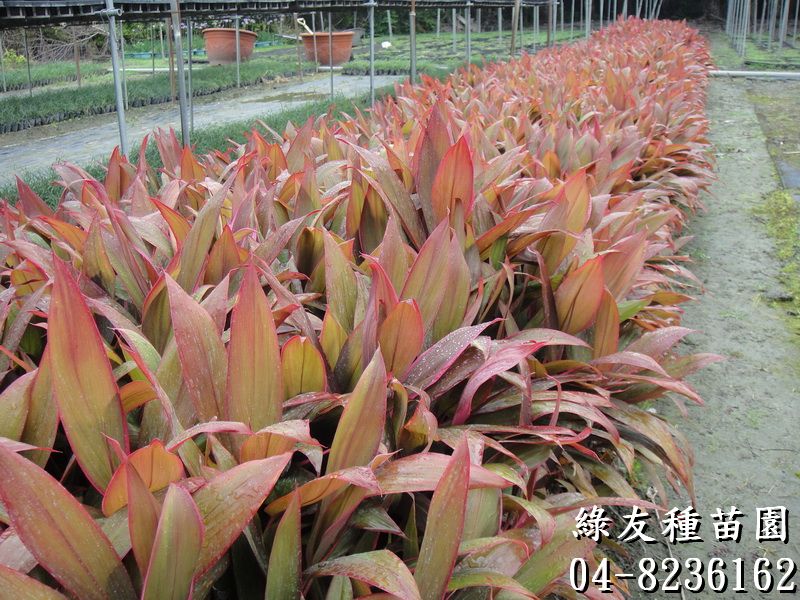 朱蕉(紅竹)-群照-約1~2尺高-100