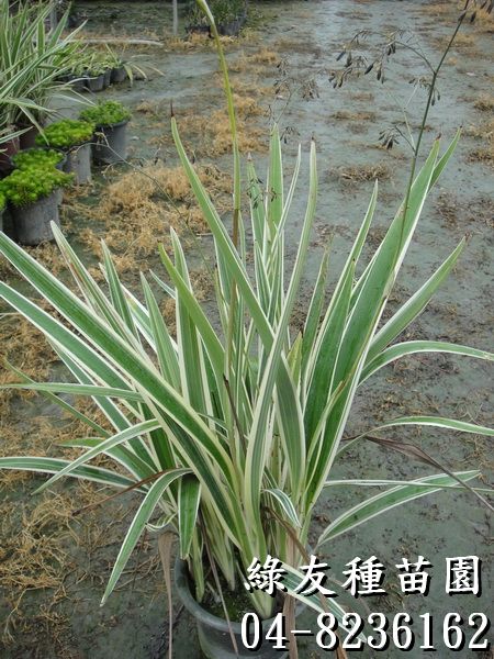 班葉桔梗蘭(葉山菅蘭、銀管蘭)-約1~2尺高