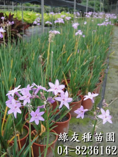 紫嬌花(非洲小百合、野蒜、紫辦花)-1~2尺高-150