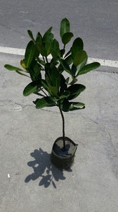 福木-美植袋(約2~3尺高)