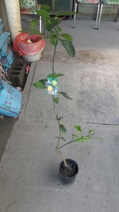 木瓜蜜丁-約3~4尺高，四吋盆