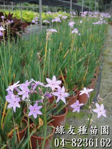 紫嬌花(非洲小百合、野蒜、紫辦花)-1~2尺高