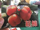 紅柿