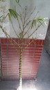 葫蘆竹-約4~5尺高