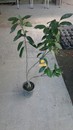 木瓜柳丁-約1尺高，四吋盆