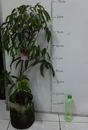 大丁香荔枝(約3尺高)