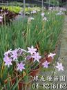 紫嬌花(非洲小百合、野蒜、紫辦花)-1~2尺高