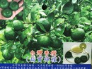台灣香檬(扁實檸檬)