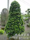 羅漢松(造型-聖誕樹型)-約6~7尺高